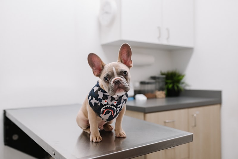 Setor veterinário